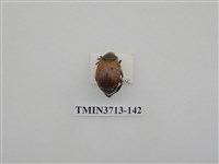 藏品(金龜子科)的圖片